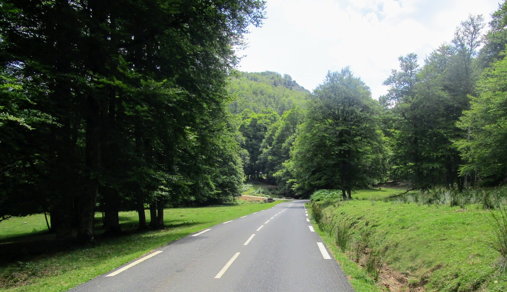 Forêt d'Iraty