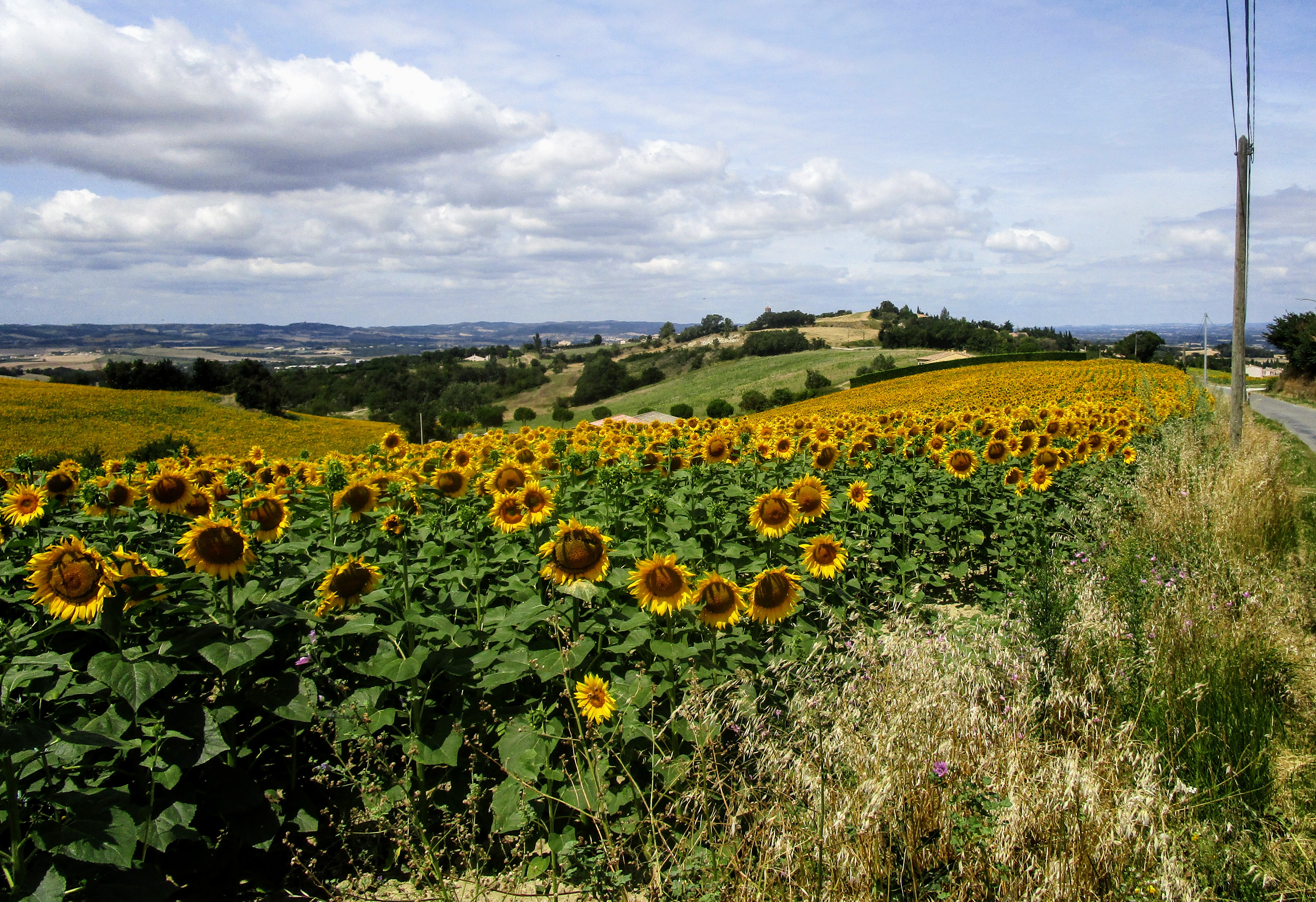 Tournesol