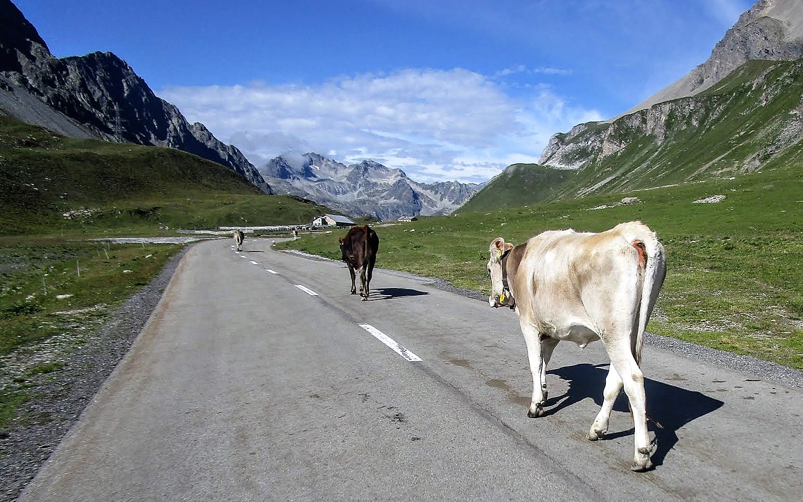 koeien alpen