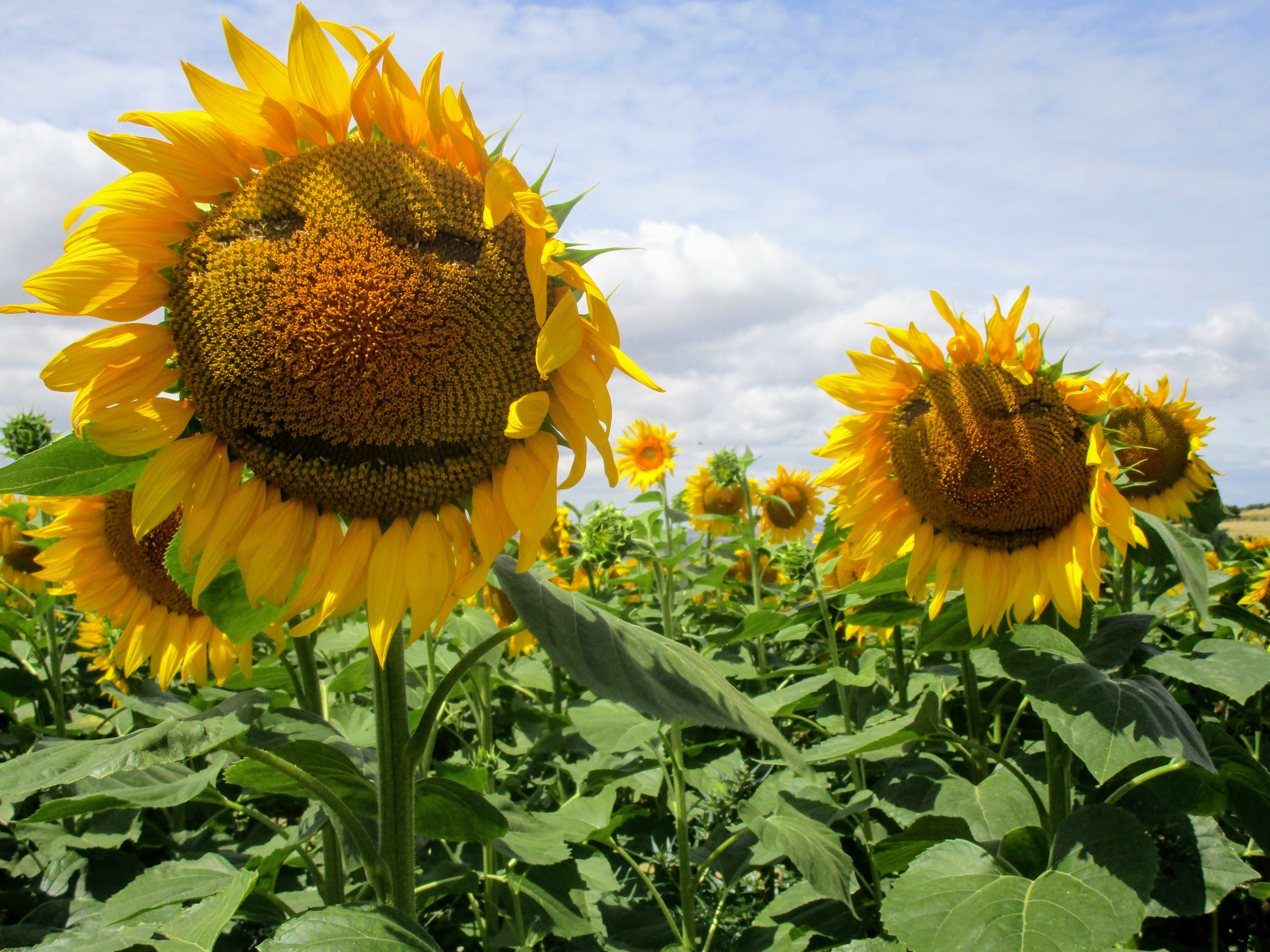 Zonnenbloemen