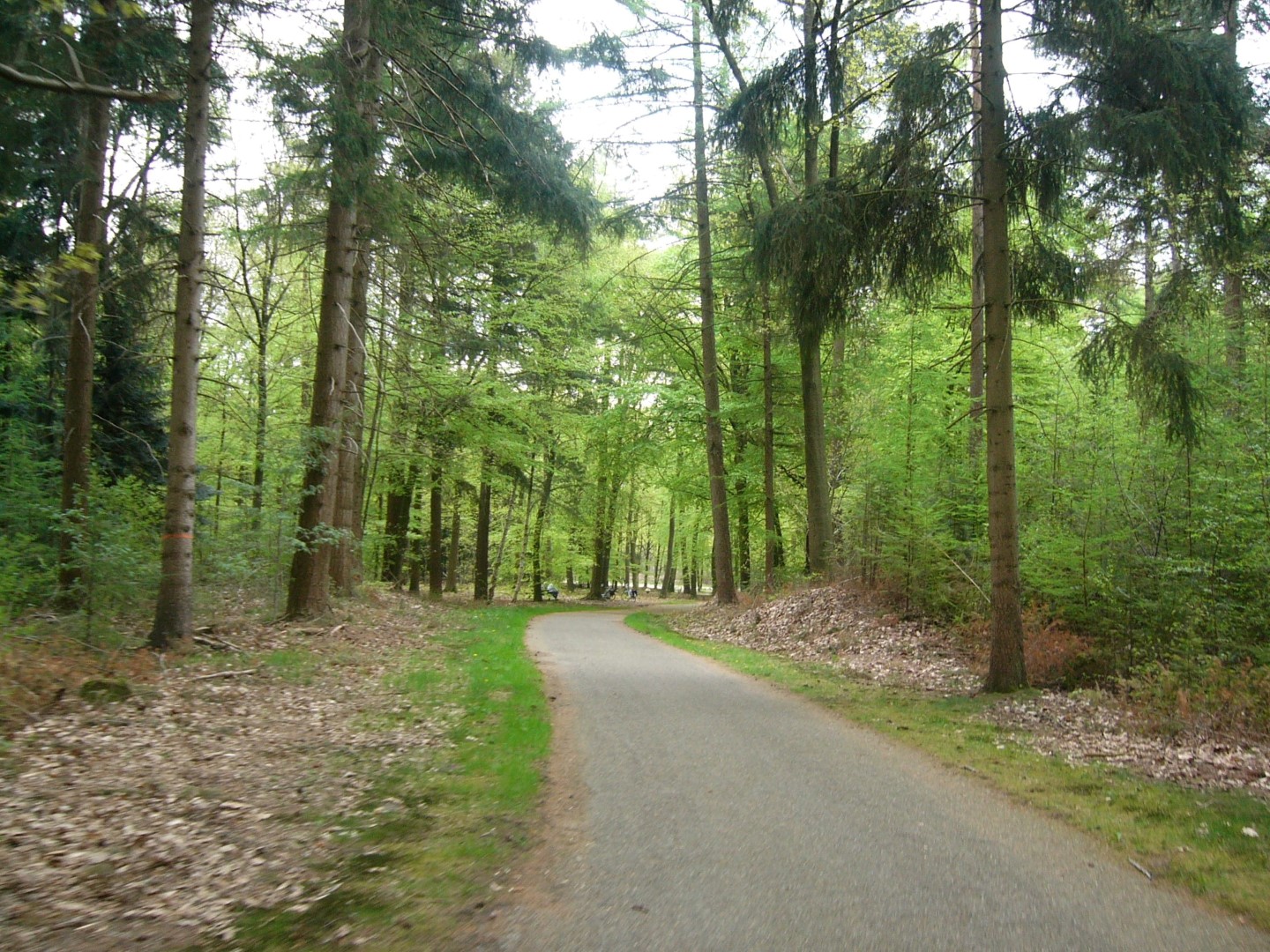 Bossen van Overijssel